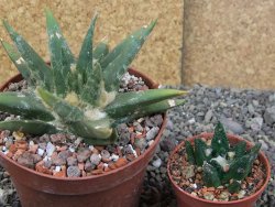 Ariocarpus trigonus elongatus San Antonio pot 10,5 cm - 12409134