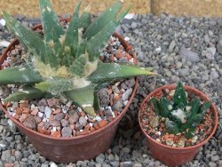 Ariocarpus trigonus elongatus San Antonio pot 10,5 cm - 12409135