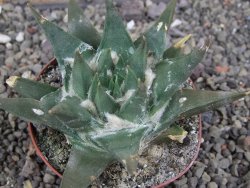 Ariocarpus trigonus elongatus San Antonio 8 cm - 12409136