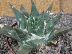 Ariocarpus trigonus elongatus San Antonio 8 cm - 12409137