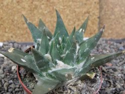 Ariocarpus trigonus elongatus San Antonio 8 cm