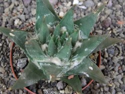 Ariocarpus trigonus elongatus San Antonio 8 cm - 12409140