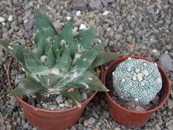 Ariocarpus trigonus elongatus San Antonio 8 cm - 12409142