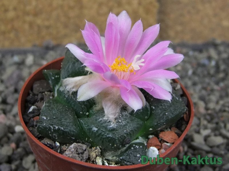 Ariocarpus lloydii, pot 6,5 cm
