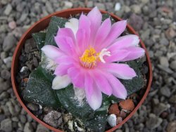 Ariocarpus lloydii, pot 6,5 cm - 12409150