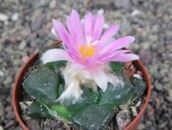 Ariocarpus lloydii, pot 6,5 cm - 12409152