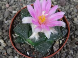 Ariocarpus lloydii, pot 6,5 cm - 12409153