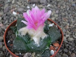 Ariocarpus lloydii, pot 6,5 cm - 12409154