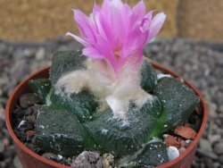 Ariocarpus lloydii, pot 6,5 cm - 12409155