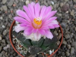 Ariocarpus fissuratus intermedius, pot 5,5 cm - 12409156