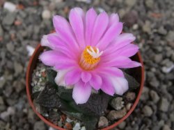 Ariocarpus fissuratus intermedius, pot 5,5 cm - 12409157