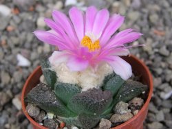 Ariocarpus fissuratus intermedius, pot 5,5 cm - 12409159