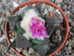 Ariocarpus fissuratus intermedius, pot 5,5 cm - 12409160