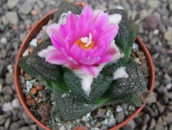 Ariocarpus fissuratus intermedius, pot 5,5 cm