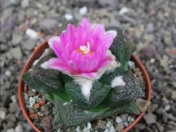 Ariocarpus fissuratus intermedius, pot 5,5 cm - 12409163