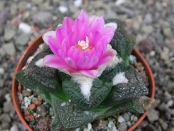 Ariocarpus fissuratus intermedius, pot 5,5 cm - 12409164