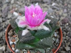 Ariocarpus fissuratus intermedius, pot 5,5 cm - 12409165