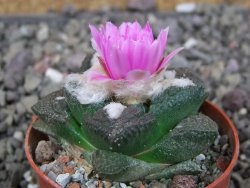 Ariocarpus fissuratus intermedius, pot 5,5 cm - 12409166