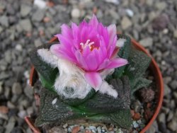 Ariocarpus fissuratus intermedius, pot 5,5 cm - 12409167