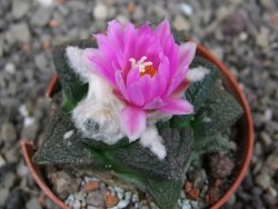 Ariocarpus fissuratus intermedius, pot 5,5 cm - 12409168