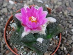 Ariocarpus fissuratus intermedius, pot 5,5 cm - 12409169