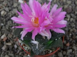 Ariocarpus fissuratus intermedius, pot 5,5 cm - 12409170