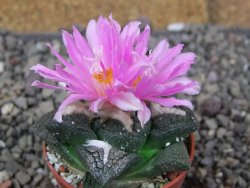 Ariocarpus fissuratus intermedius, pot 5,5 cm