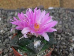Ariocarpus fissuratus intermedius, pot 5,5 cm - 12409172