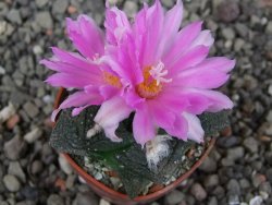 Ariocarpus fissuratus intermedius, pot 5,5 cm - 12409173