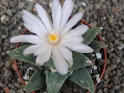 Ariocarpus retusus scapharostroides El Sabinito MM154 pot 6,5 cm - 12409175