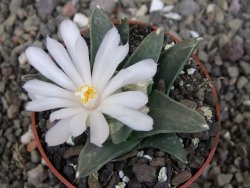 Ariocarpus retusus scapharostroides El Sabinito MM154 pot 6,5 cm