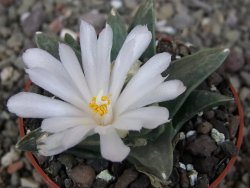 Ariocarpus retusus scapharostroides El Sabinito MM154 pot 6,5 cm - 12409179