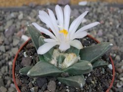 Ariocarpus retusus scapharostroides El Sabinito MM154 pot 6,5 cm - 12409180