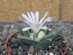 Ariocarpus retusus scapharostroides El Sabinito MM154 pot 6,5 cm - 12409181