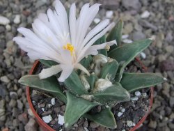 Ariocarpus retusus scapharostroides El Sabinito MM154 pot 6,5 cm