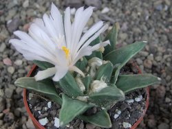 Ariocarpus retusus scapharostroides El Sabinito MM154 pot 6,5 cm - 12409183