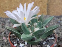 Ariocarpus retusus scapharostroides El Sabinito MM154 pot 6,5 cm - 12409184