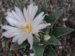 Ariocarpus retusus scapharostroides El Sabinito MM154 pot 6,5 cm - 12409185