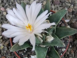 Ariocarpus retusus scapharostroides El Sabinito MM154 pot 6,5 cm - 12409186