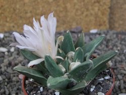 Ariocarpus retusus scapharostroides El Sabinito MM154 pot 6,5 cm - 12409187