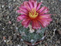 Astrophytum  niveum X red červený květ, akabana, pot 5,5 cm