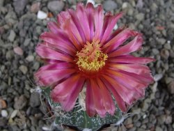 Astrophytum  niveum X red červený květ, akabana, pot 5,5 cm - 12409206