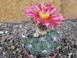 Astrophytum  niveum X red červený květ, akabana, pot 5,5 cm - 12409207