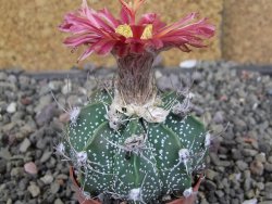Astrophytum  niveum X red červený květ, akabana, pot 5,5 cm - 12409208