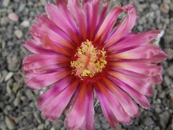 Astrophytum  niveum X red červený květ, akabana, pot 5,5 cm - 12409209