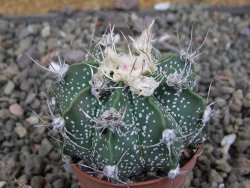 Astrophytum  niveum X red červený květ, akabana, pot 5,5 cm - 12409210