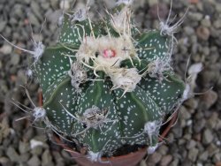 Astrophytum  niveum X red červený květ, akabana, pot 5,5 cm - 12409211
