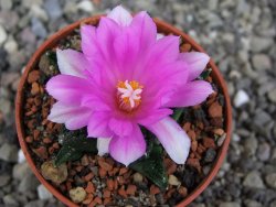 Ariocarpus fissuratus hintonii Matehuala pot 5,5 cm Cites IA