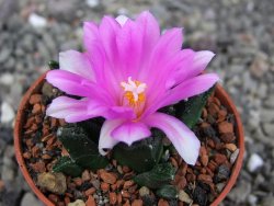 Ariocarpus fissuratus hintonii Matehuala pot 5,5 cm Cites IA - 12409219