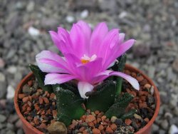 Ariocarpus fissuratus hintonii Matehuala pot 5,5 cm Cites IA - 12409220